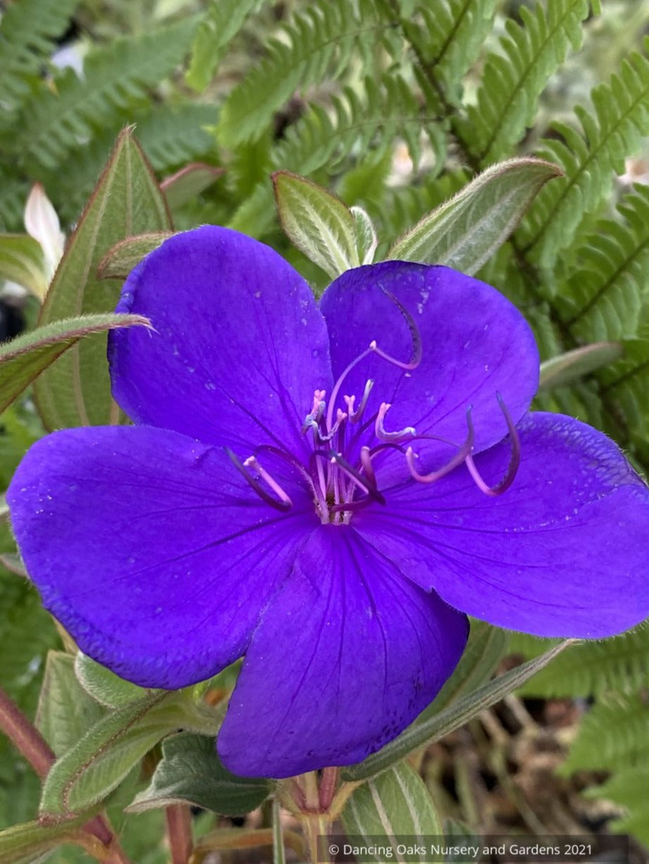Shrubs ~ Tibouchina urvilleana, Princess Flower ~ Dancing Oaks Nursery and Gardens ~ Retail Nursery ~ Mail Order Nursery