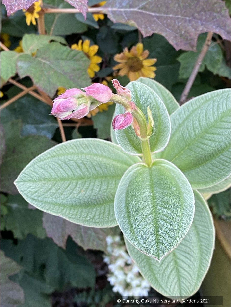 Shrubs ~ Tibouchina heteromalla, Silver Leafed Princess Flower ~ Dancing Oaks Nursery and Gardens ~ Retail Nursery ~ Mail Order Nursery