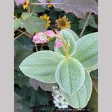 Tibouchina heteromalla, Silver Leafed Princess Flower