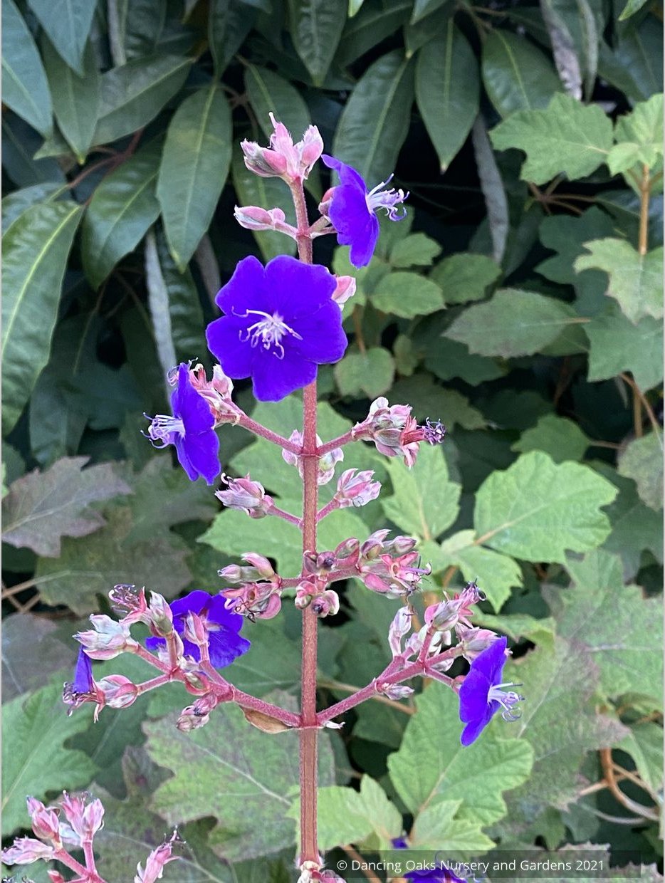 Shrubs ~ Tibouchina heteromalla, Silver Leafed Princess Flower ~ Dancing Oaks Nursery and Gardens ~ Retail Nursery ~ Mail Order Nursery