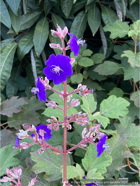 Shrubs ~ Tibouchina heteromalla, Silver Leafed Princess Flower ~ Dancing Oaks Nursery and Gardens ~ Retail Nursery ~ Mail Order Nursery