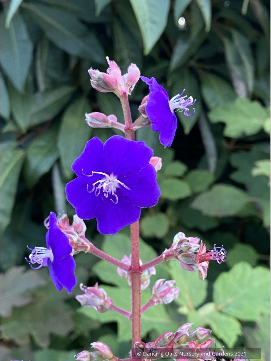 Shrubs ~ Tibouchina heteromalla, Silver Leafed Princess Flower ~ Dancing Oaks Nursery and Gardens ~ Retail Nursery ~ Mail Order Nursery