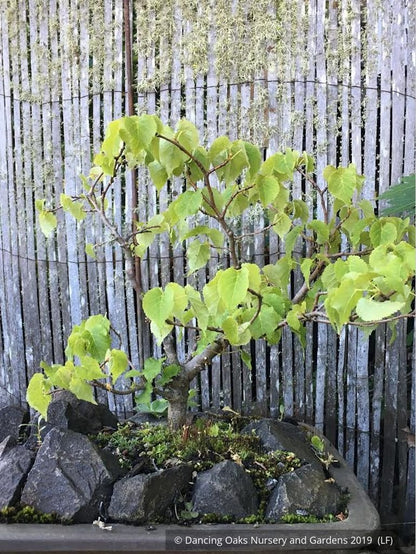 Trees ~ Tilia cordata 'Lico', Dwarf Littleleaf Linden, Dwarf Lime Tree ~ Dancing Oaks Nursery and Gardens ~ Retail Nursery ~ Mail Order Nursery