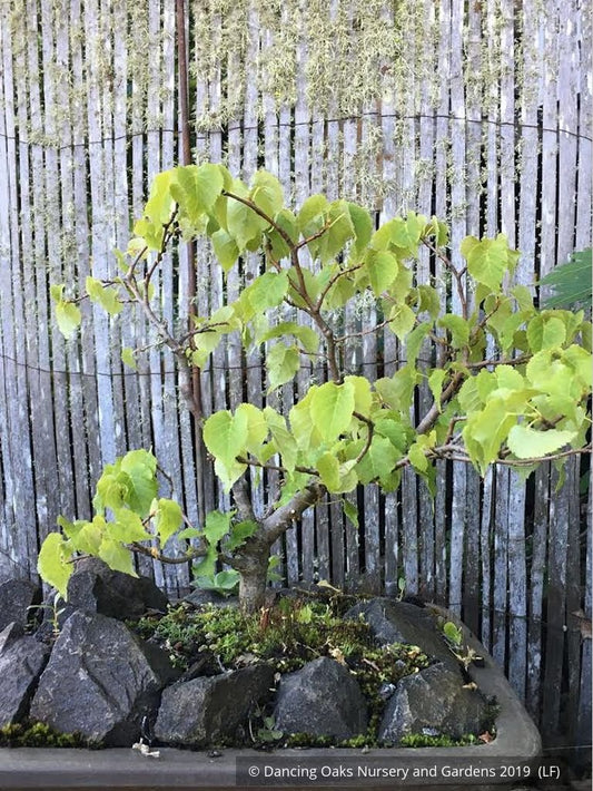 Trees ~ Tilia cordata 'Lico', Dwarf Littleleaf Linden, Dwarf Lime Tree ~ Dancing Oaks Nursery and Gardens ~ Retail Nursery ~ Mail Order Nursery