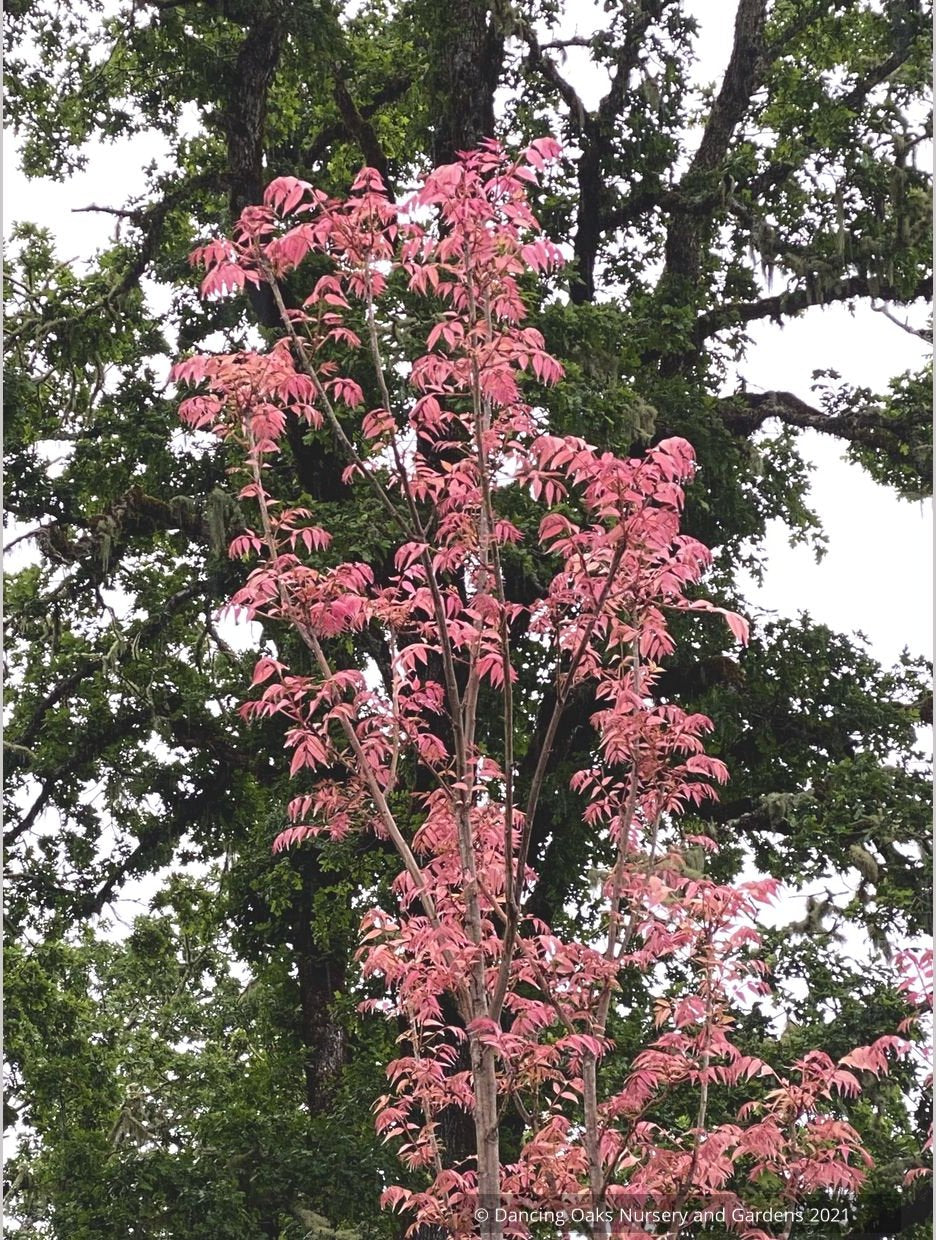Trees ~ Toona sinensis 'Flamingo', Chinese Mahogany ~ Dancing Oaks Nursery and Gardens ~ Retail Nursery ~ Mail Order Nursery