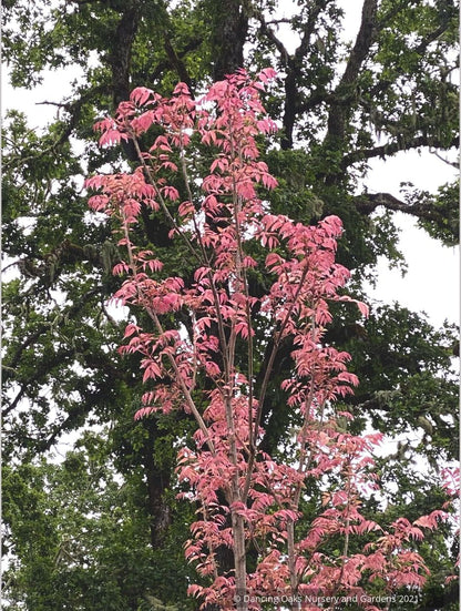 Trees ~ Toona sinensis 'Flamingo', Chinese Mahogany ~ Dancing Oaks Nursery and Gardens ~ Retail Nursery ~ Mail Order Nursery