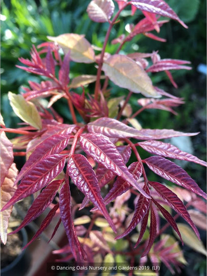 Trees ~ Toona sinensis 'Flamingo', Chinese Mahogany ~ Dancing Oaks Nursery and Gardens ~ Retail Nursery ~ Mail Order Nursery