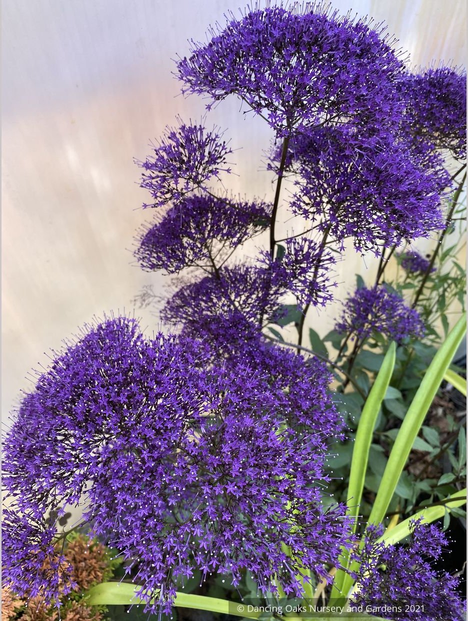 Perennials ~ Trachelium caeruleum, Blue Throatwort ~ Dancing Oaks Nursery and Gardens ~ Retail Nursery ~ Mail Order Nursery