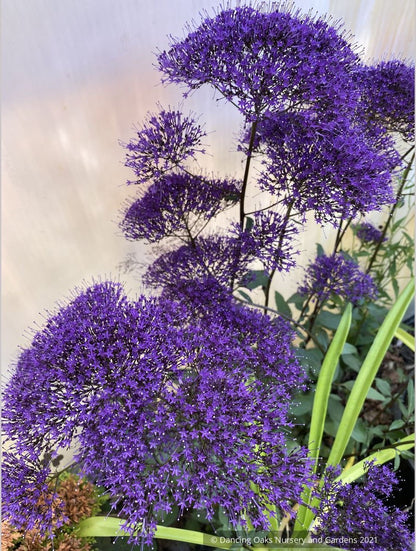 Perennials ~ Trachelium caeruleum, Blue Throatwort ~ Dancing Oaks Nursery and Gardens ~ Retail Nursery ~ Mail Order Nursery
