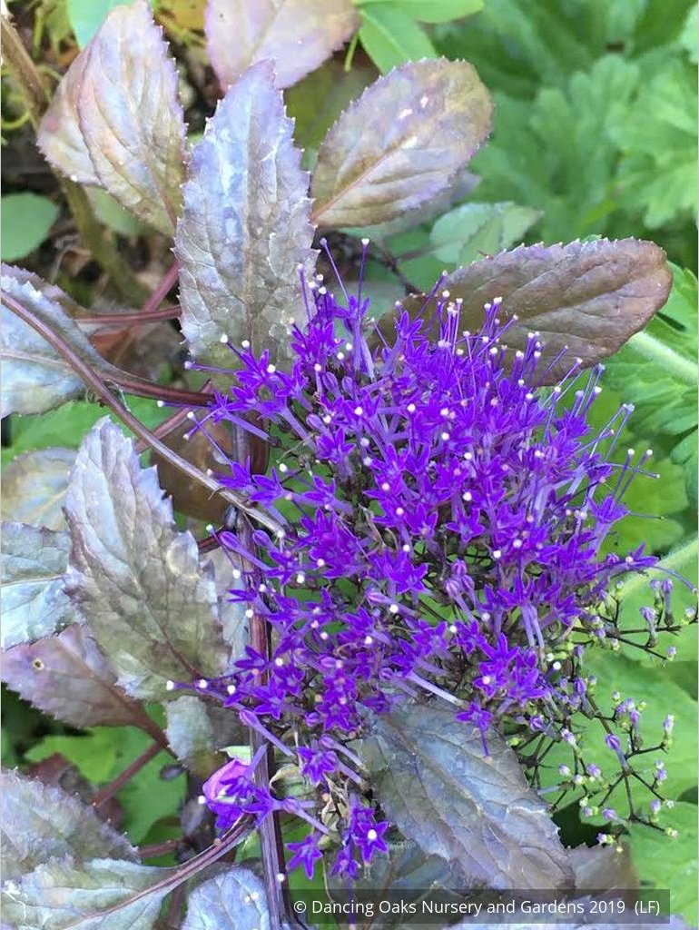 Perennials ~ Trachelium caeruleum, Blue Throatwort ~ Dancing Oaks Nursery and Gardens ~ Retail Nursery ~ Mail Order Nursery