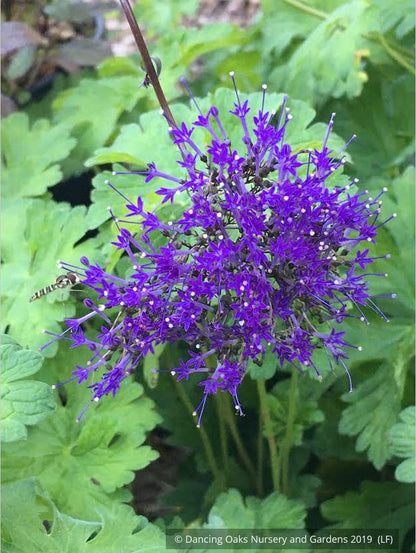 Perennials ~ Trachelium caeruleum, Blue Throatwort ~ Dancing Oaks Nursery and Gardens ~ Retail Nursery ~ Mail Order Nursery