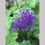 Perennials ~ Trachelium caeruleum, Blue Throatwort ~ Dancing Oaks Nursery and Gardens ~ Retail Nursery ~ Mail Order Nursery