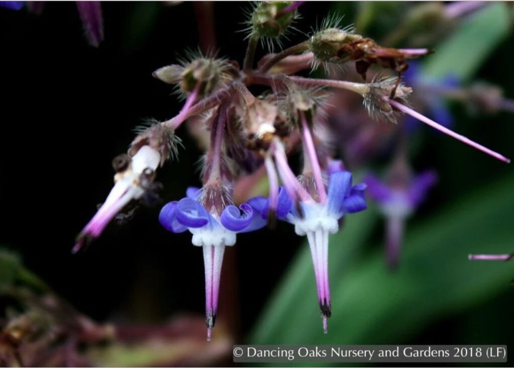 Perennials ~ Trachystemon orientalis, Oriental Borage ~ Dancing Oaks Nursery and Gardens ~ Retail Nursery ~ Mail Order Nursery