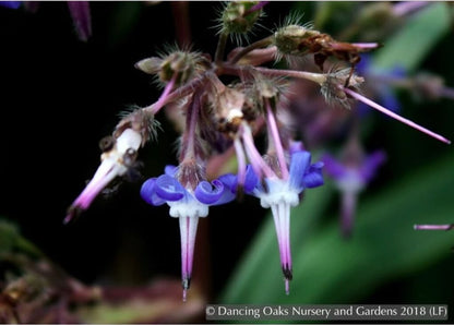 Perennials ~ Trachystemon orientalis, Oriental Borage ~ Dancing Oaks Nursery and Gardens ~ Retail Nursery ~ Mail Order Nursery