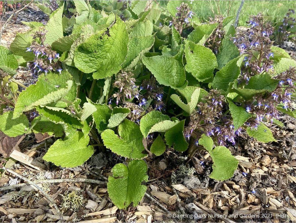 Perennials ~ Trachystemon orientalis, Oriental Borage ~ Dancing Oaks Nursery and Gardens ~ Retail Nursery ~ Mail Order Nursery