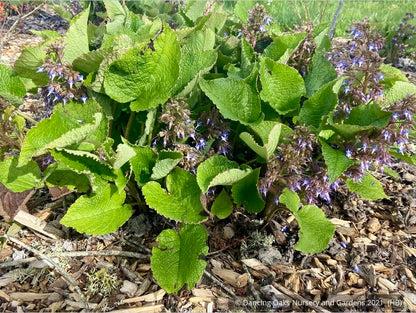 Perennials ~ Trachystemon orientalis, Oriental Borage ~ Dancing Oaks Nursery and Gardens ~ Retail Nursery ~ Mail Order Nursery