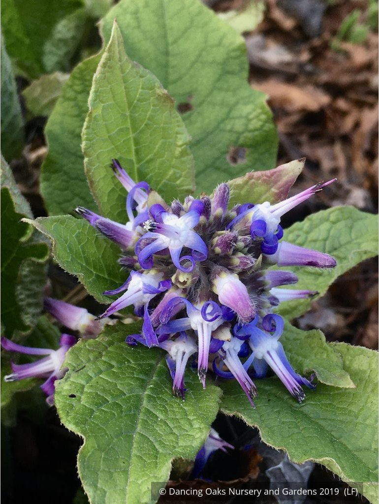 Perennials ~ Trachystemon orientalis, Oriental Borage ~ Dancing Oaks Nursery and Gardens ~ Retail Nursery ~ Mail Order Nursery