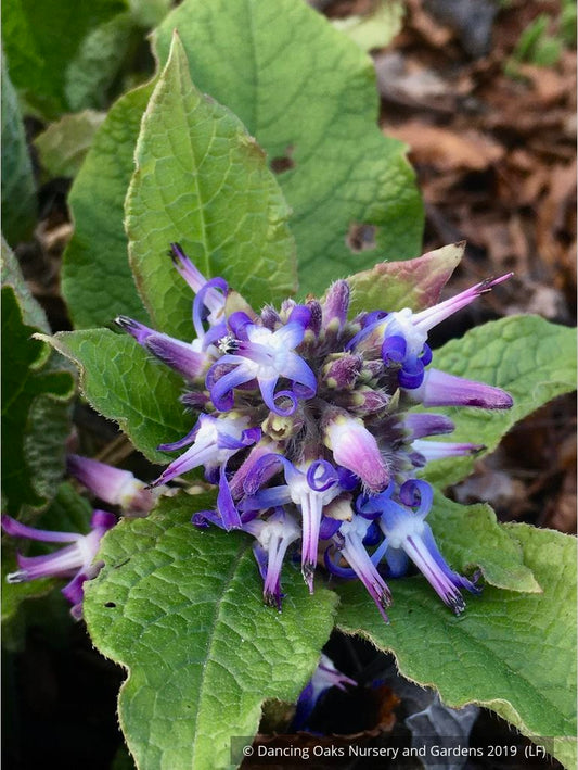 Perennials ~ Trachystemon orientalis, Oriental Borage ~ Dancing Oaks Nursery and Gardens ~ Retail Nursery ~ Mail Order Nursery