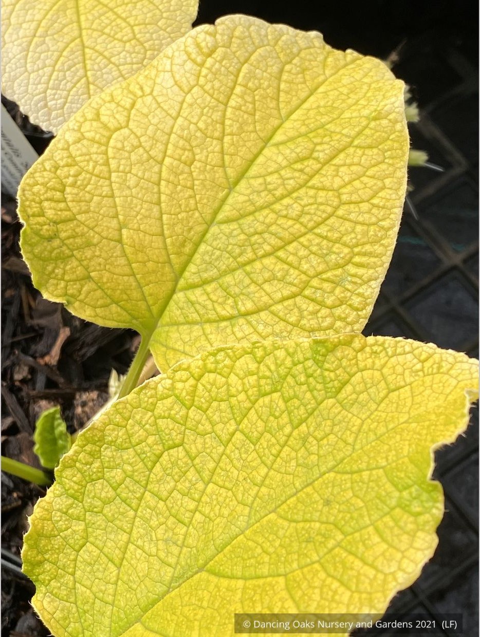 Perennials ~ Trachystemon orientalis 'Sundew', Oriental Borage or Black Sea Comfrey ~ Dancing Oaks Nursery and Gardens ~ Retail Nursery ~ Mail Order Nursery