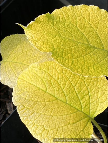 Perennials ~ Trachystemon orientalis 'Sundew', Oriental Borage or Black Sea Comfrey ~ Dancing Oaks Nursery and Gardens ~ Retail Nursery ~ Mail Order Nursery