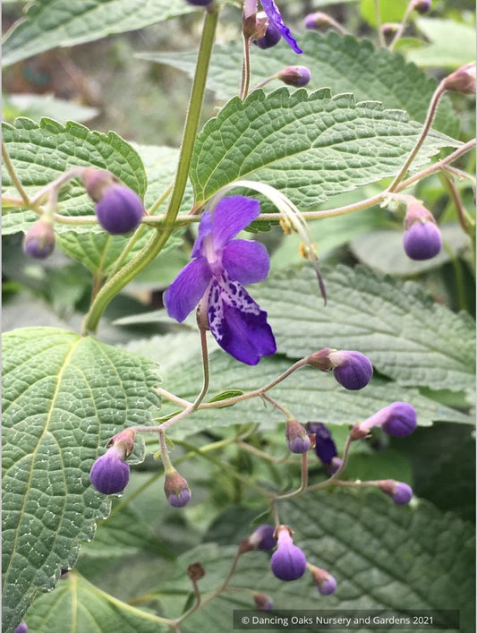 Caryopteris (syn. Tripora) divaricata 'Blue Bonnets', bluebeard