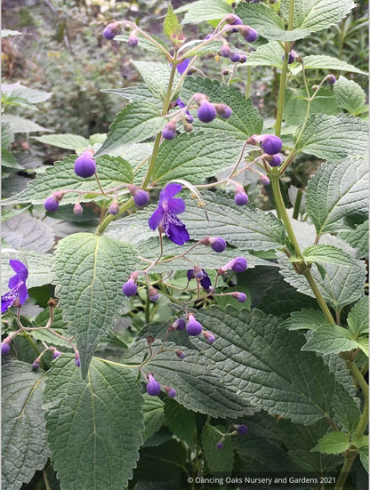 Caryopteris (syn. Tripora) divaricata 'Blue Bonnets', bluebeard