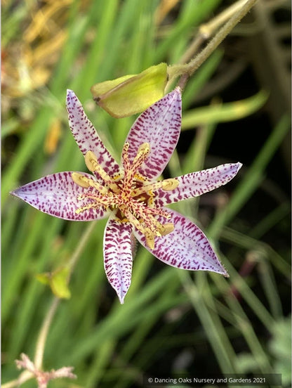Perennials ~ Tricyrtis lasiocarpa, Toad Lily ~ Dancing Oaks Nursery and Gardens ~ Retail Nursery ~ Mail Order Nursery