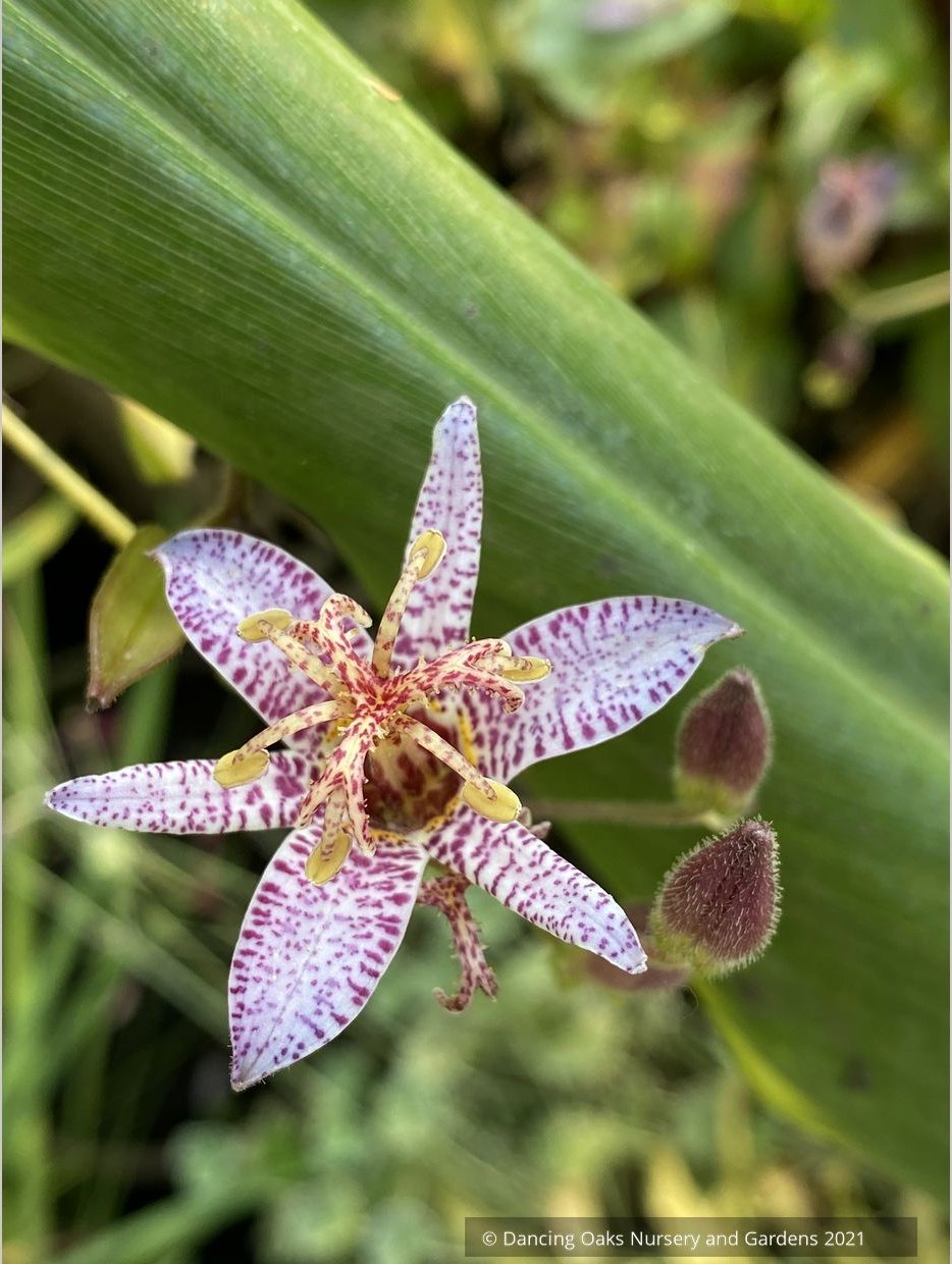 Perennials ~ Tricyrtis lasiocarpa, Toad Lily ~ Dancing Oaks Nursery and Gardens ~ Retail Nursery ~ Mail Order Nursery