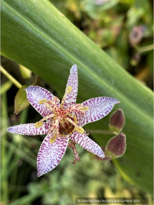 Perennials ~ Tricyrtis lasiocarpa, Toad Lily ~ Dancing Oaks Nursery and Gardens ~ Retail Nursery ~ Mail Order Nursery