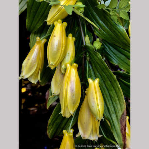Tricyrtis macrantha ssp.  macranthopsis, Weeping Toad Lily