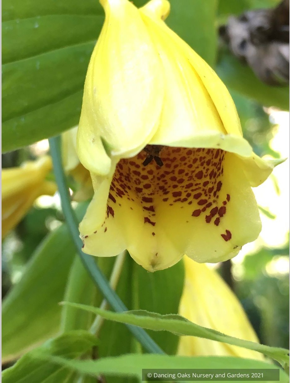 Tricyrtis macrantha ssp.  macranthopsis, Weeping Toad Lily