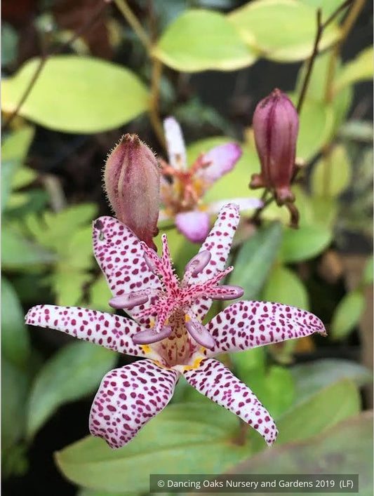 Perennials ~ Tricyrtis 'Orihime', Toad Lily ~ Dancing Oaks Nursery and Gardens ~ Retail Nursery ~ Mail Order Nursery