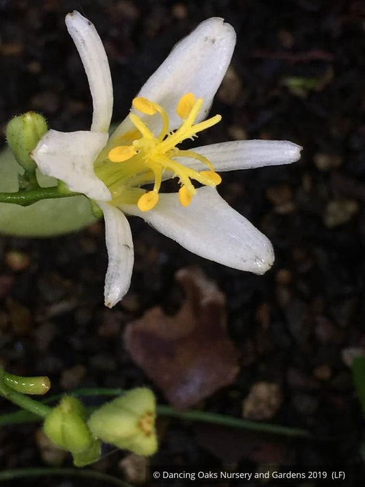 Perennials ~ Tricyrtis 'Shuugetsu', Toad Lily ~ Dancing Oaks Nursery and Gardens ~ Retail Nursery ~ Mail Order Nursery