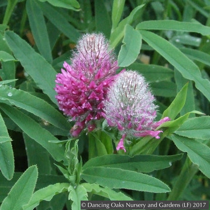 Perennials ~ Trifolium rubens, Red Feather Clover, Red Trefoil ~ Dancing Oaks Nursery and Gardens ~ Retail Nursery ~ Mail Order Nursery