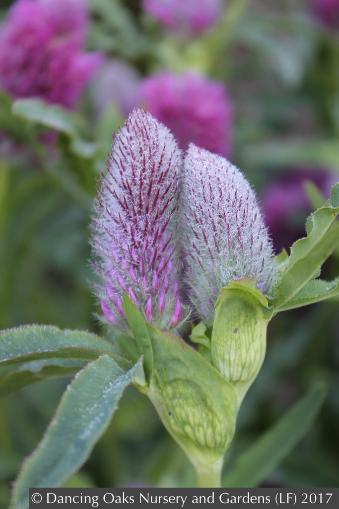Perennials ~ Trifolium rubens, Red Feather Clover, Red Trefoil ~ Dancing Oaks Nursery and Gardens ~ Retail Nursery ~ Mail Order Nursery