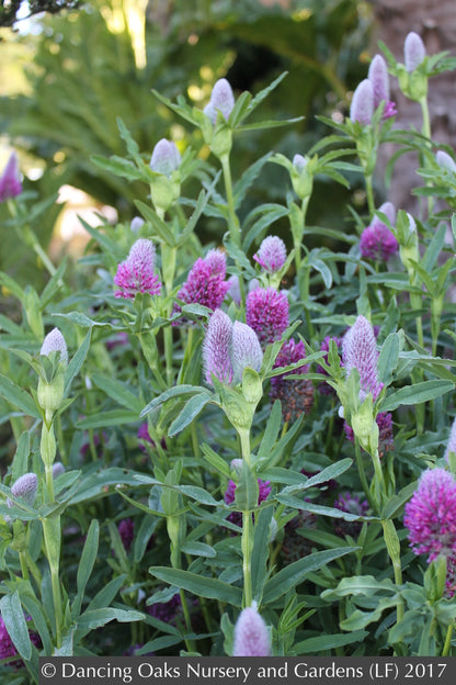 Perennials ~ Trifolium rubens, Red Feather Clover, Red Trefoil ~ Dancing Oaks Nursery and Gardens ~ Retail Nursery ~ Mail Order Nursery
