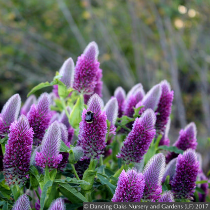Perennials ~ Trifolium rubens, Red Feather Clover, Red Trefoil ~ Dancing Oaks Nursery and Gardens ~ Retail Nursery ~ Mail Order Nursery