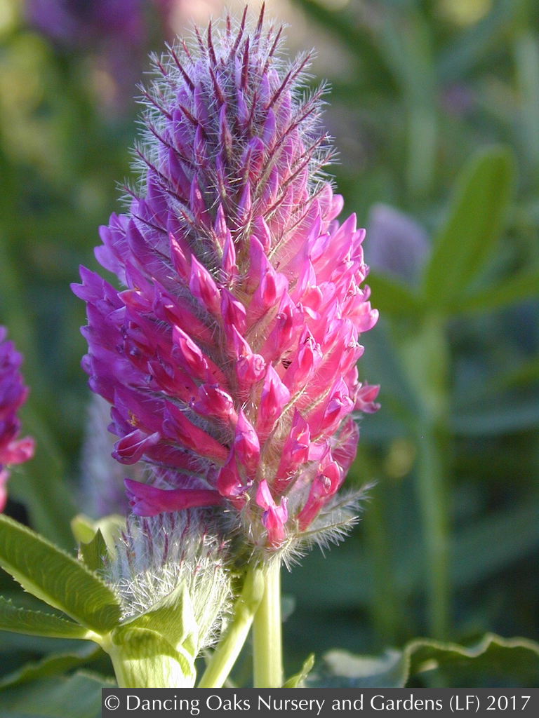 Perennials ~ Trifolium rubens, Red Feather Clover, Red Trefoil ~ Dancing Oaks Nursery and Gardens ~ Retail Nursery ~ Mail Order Nursery
