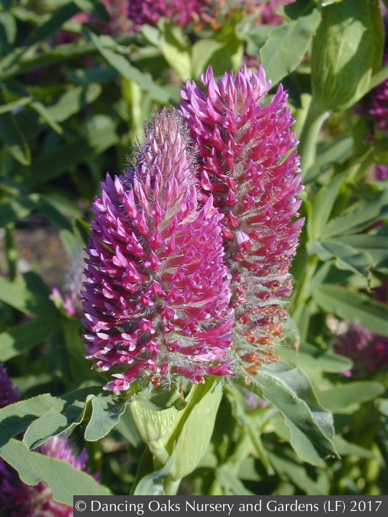Perennials ~ Trifolium rubens, Red Feather Clover, Red Trefoil ~ Dancing Oaks Nursery and Gardens ~ Retail Nursery ~ Mail Order Nursery