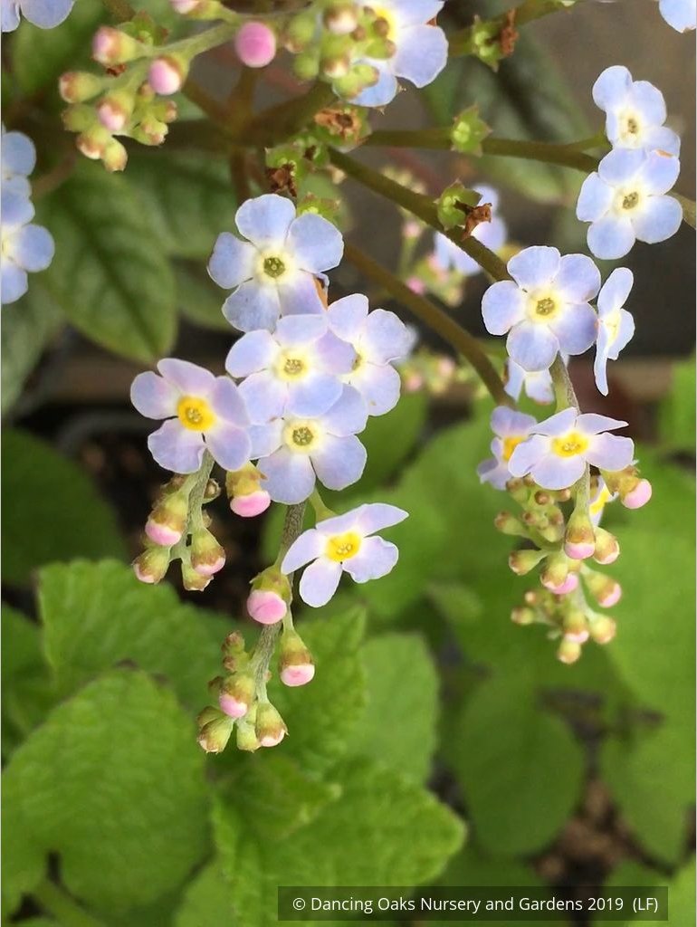 Perennials ~ Trigonotis omeiensis (syn. T. cavelleri) ~ Dancing Oaks Nursery and Gardens ~ Retail Nursery ~ Mail Order Nursery