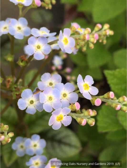 Perennials ~ Trigonotis omeiensis (syn. T. cavelleri) ~ Dancing Oaks Nursery and Gardens ~ Retail Nursery ~ Mail Order Nursery