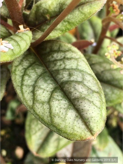 Perennials ~ Trigonotis omeiensis (syn. T. cavelleri) ~ Dancing Oaks Nursery and Gardens ~ Retail Nursery ~ Mail Order Nursery