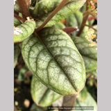 Perennials ~ Trigonotis omeiensis (syn. T. cavelleri) ~ Dancing Oaks Nursery and Gardens ~ Retail Nursery ~ Mail Order Nursery