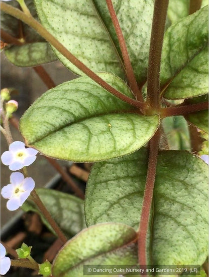 Perennials ~ Trigonotis omeiensis (syn. T. cavelleri) ~ Dancing Oaks Nursery and Gardens ~ Retail Nursery ~ Mail Order Nursery