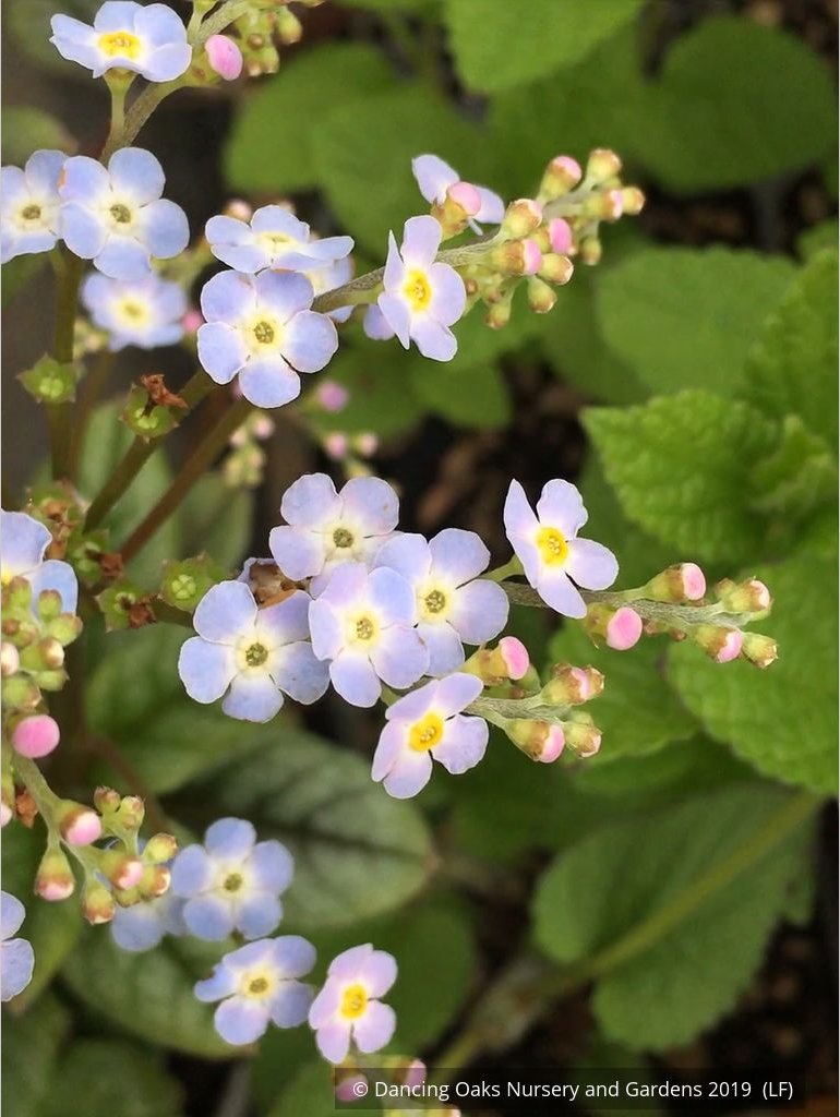 Perennials ~ Trigonotis omeiensis (syn. T. cavelleri) ~ Dancing Oaks Nursery and Gardens ~ Retail Nursery ~ Mail Order Nursery