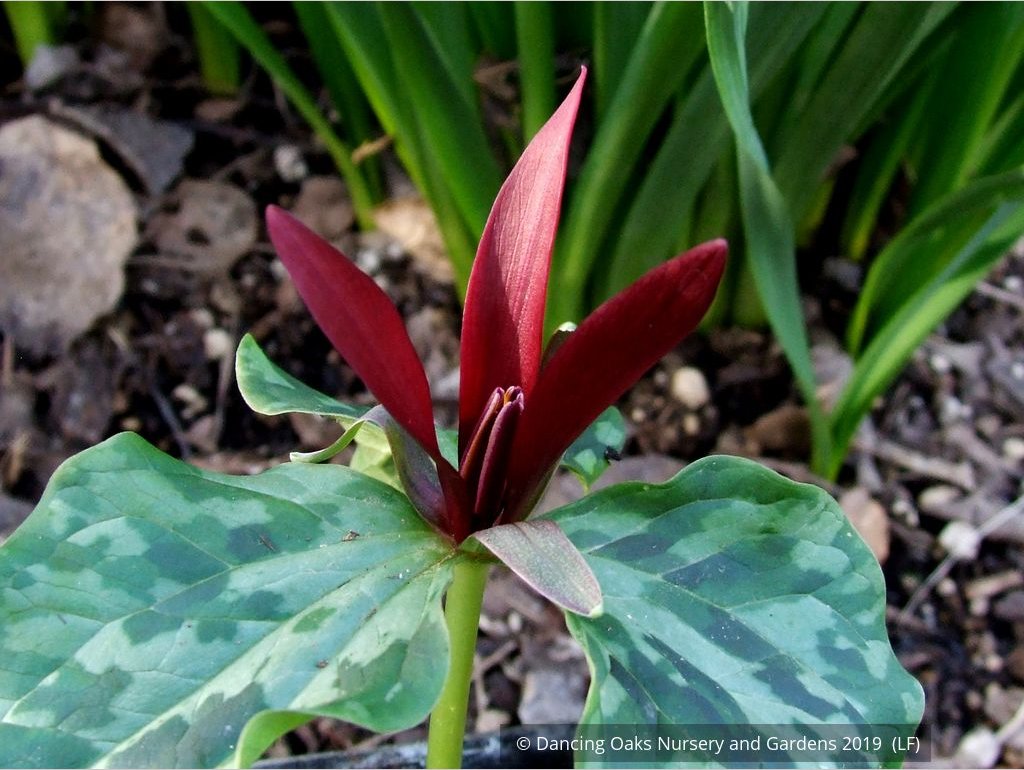Perennials ~ Trillium kurabayashii, NW Native Trillium ~ Dancing Oaks Nursery and Gardens ~ Retail Nursery ~ Mail Order Nursery