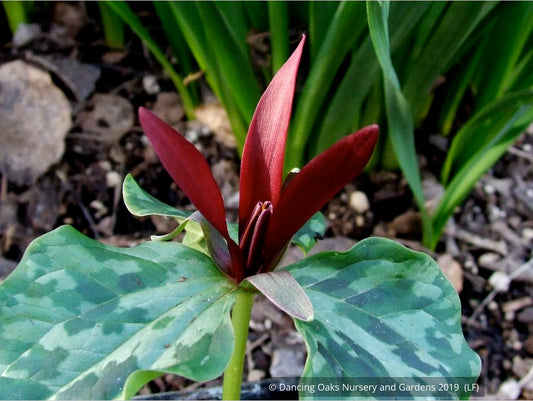 Perennials ~ Trillium kurabayashii, NW Native Trillium ~ Dancing Oaks Nursery and Gardens ~ Retail Nursery ~ Mail Order Nursery