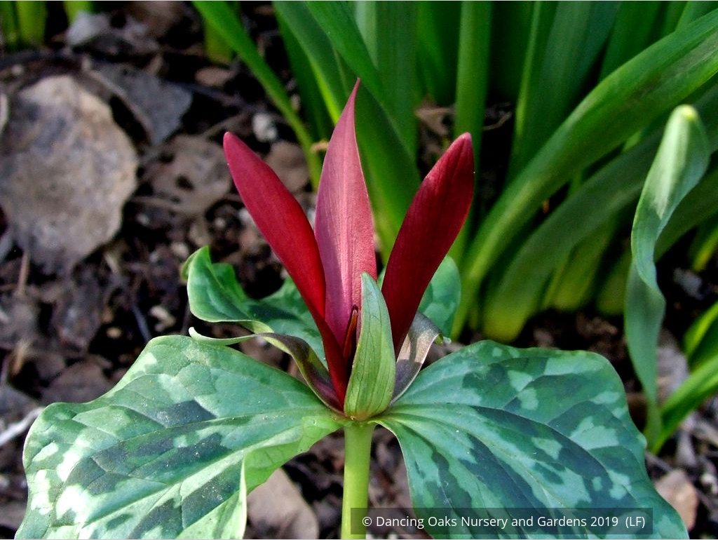 Perennials ~ Trillium kurabayashii, NW Native Trillium ~ Dancing Oaks Nursery and Gardens ~ Retail Nursery ~ Mail Order Nursery