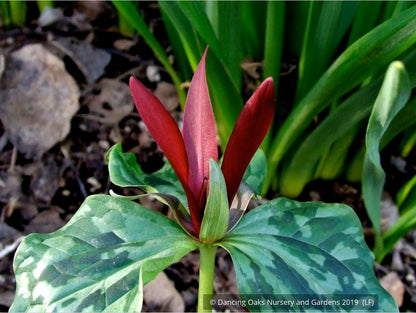 Perennials ~ Trillium kurabayashii, NW Native Trillium ~ Dancing Oaks Nursery and Gardens ~ Retail Nursery ~ Mail Order Nursery