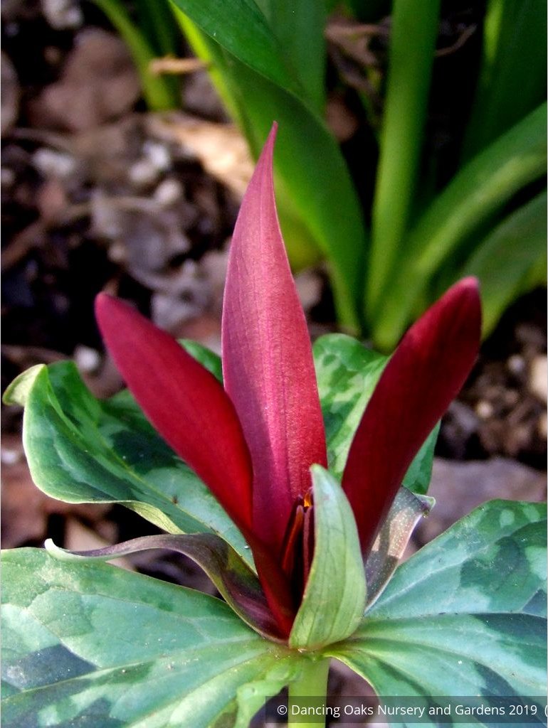Perennials ~ Trillium kurabayashii, NW Native Trillium ~ Dancing Oaks Nursery and Gardens ~ Retail Nursery ~ Mail Order Nursery